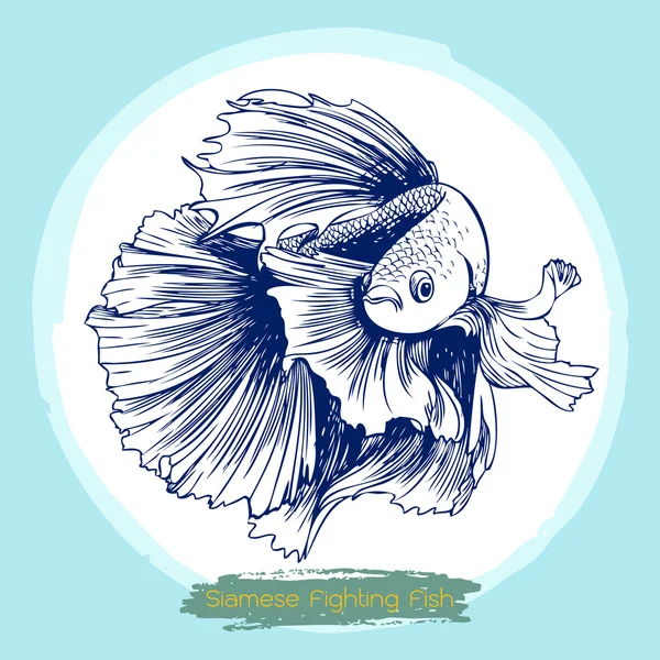 Illustration of Betta splendens, Siamese fighting fish — Stock Vector