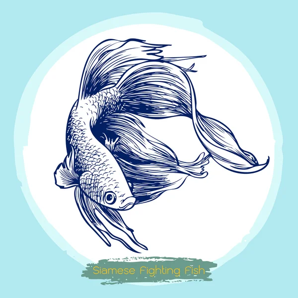 Illustration av Betta splendens, Siamesisk kampfisk — Stock vektor