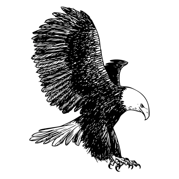 독수리, 매 새의 프리 핸드 스케치 그림 — 스톡 벡터