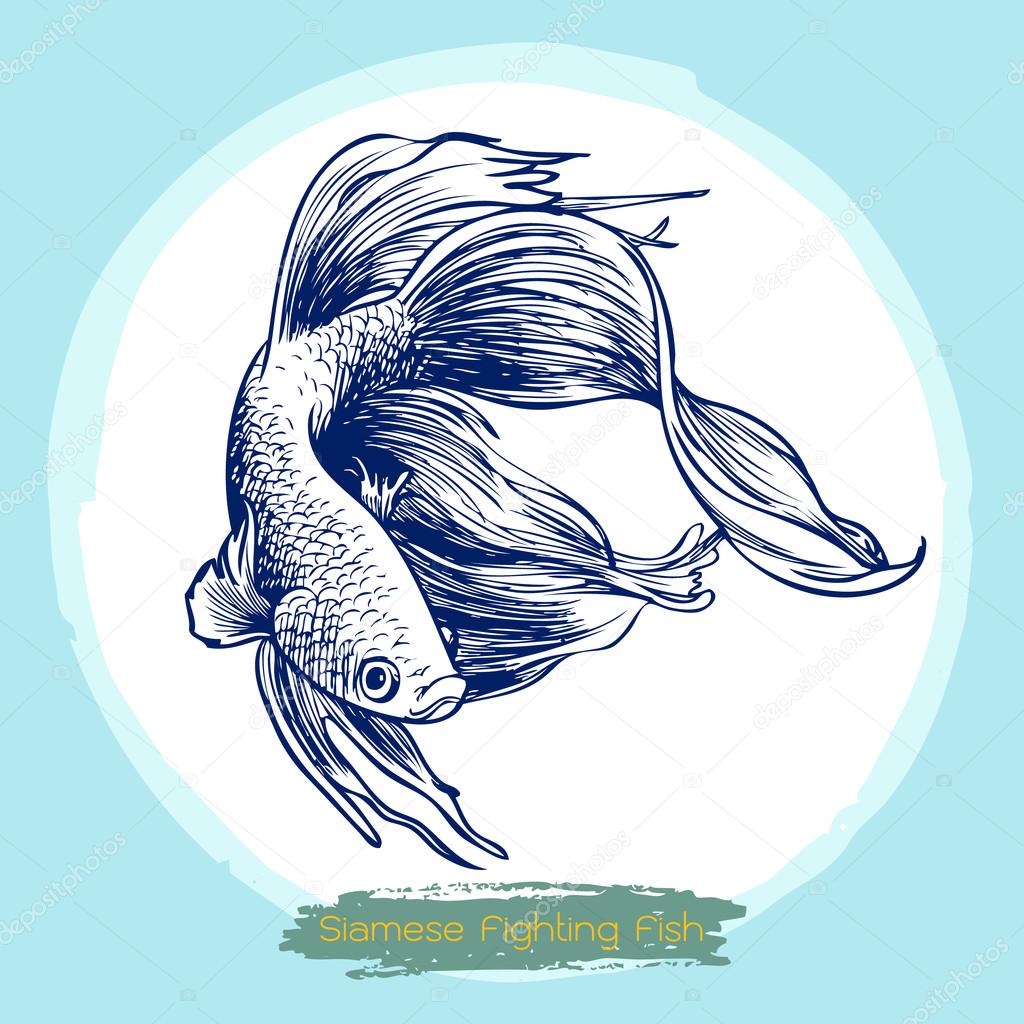 illustration of Betta splendens, Siamese fighting fish