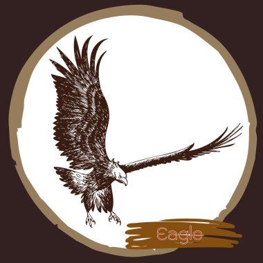 Kartal, Şahin kuş çizimi