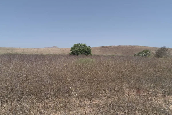 Yalnız bitki örtüsüyle çöl ovası