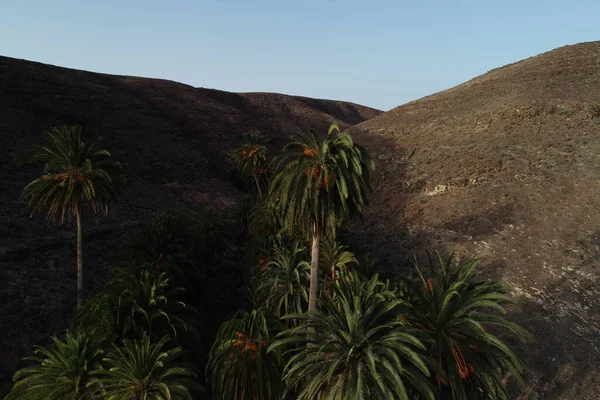 Oasi Nel Deserto Dell Isola Fuertevetura — Foto Stock