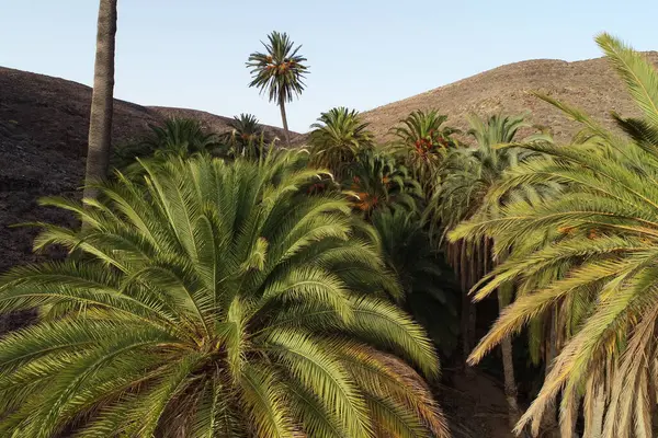 Oasis Desierto Isla Fuertevetura — Foto de Stock