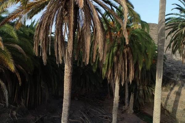 Oasis Desierto Isla Fuertevetura — Foto de Stock