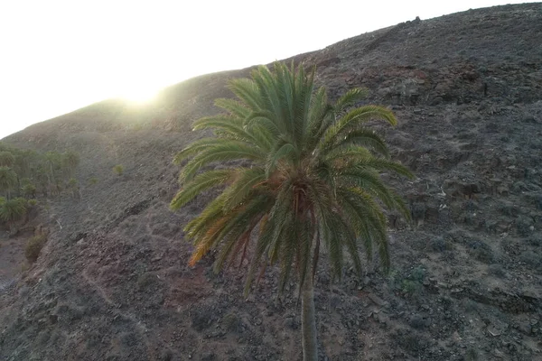 Oasis in the desert of the island of fuertevetura