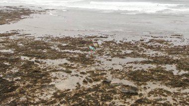 Kanarya Adaları 'nda kusursuz dalgalarda sörf yapmak