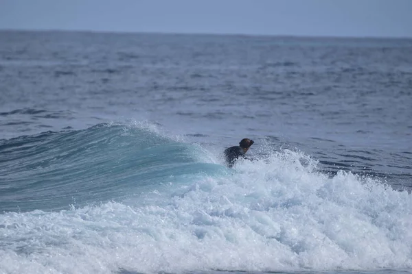 Surfistas Desfrutam Mar — Fotografia de Stock