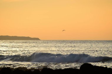 Tüm ihtişamıyla sörf yapıyor.