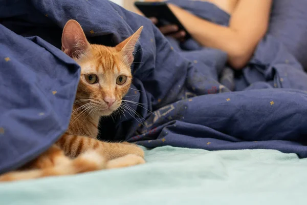 Close-up of a small cat with orange fur, on a bed, covered by a blue duvet, an unrecognizable woman in the background with a mobile phone in her hand.