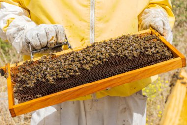 Manzarayı kapat. Arıcı güneşli bir günde bal peteği dolusu arıyla çalışır.
