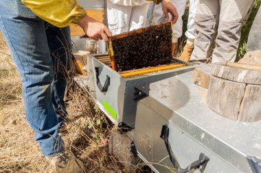 Arıcılar bal üretimini kontrol ediyor. Modern arıcılık kavramı.