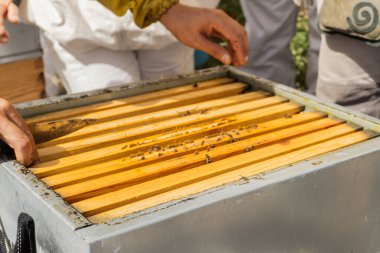 Arı yetiştiricileri arı kovanının içinde çalışıyor. Modern arıcılık kavramı.