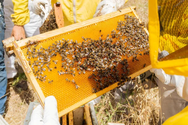 Honeycomb Hands Beekeeping Worker Apiary Modern Beekeeping Concept — Stock fotografie