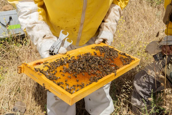 Arı kovanındaki bir arıcının elinde bal peteği. Modern arıcılık kavramı