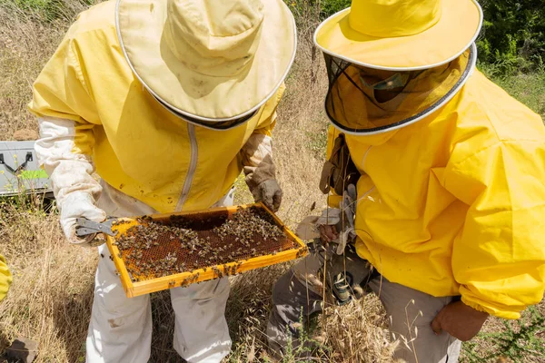 Group Beekeepers Properly Equipped Protect Themselves Working Apiary Modern Beekeeping — Stock fotografie