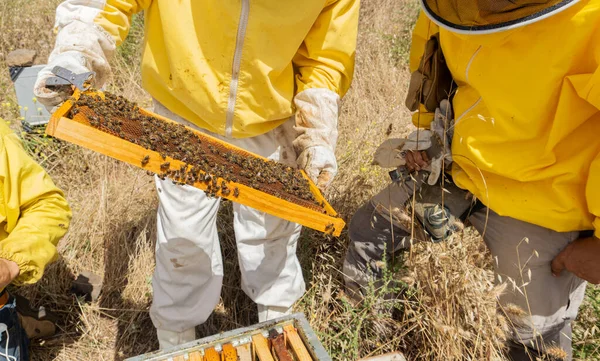 Group Beekeepers Properly Equipped Protect Themselves Working Apiary Modern Beekeeping — Zdjęcie stockowe