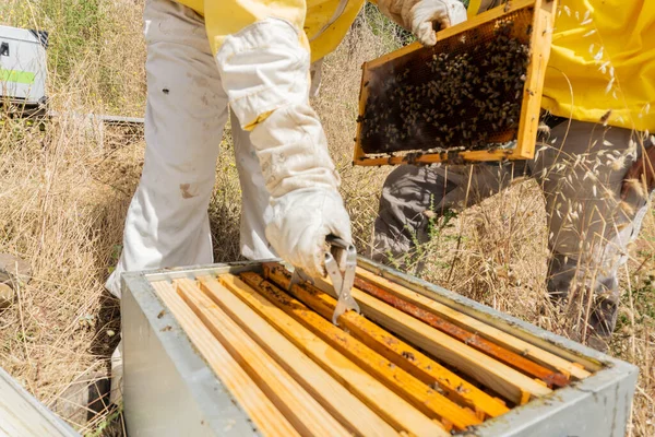 Zavřít Pohled Včelař Pracuje Plástve Plnými Včel Venku Slunečného Dne — Stock fotografie