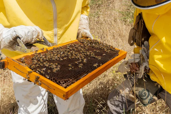 Group Beekeepers Properly Equipped Protect Themselves Working Apiary Modern Beekeeping — Zdjęcie stockowe