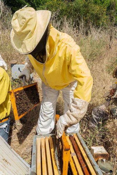 Arı yetiştiricileri bir arı kovanında çalışarak kendilerini korumak için yeterli donanıma sahipler. Modern arıcılık kavramı.
