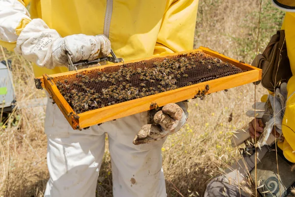 Group Beekeepers Properly Equipped Protect Themselves Working Apiary Modern Beekeeping — Stock fotografie