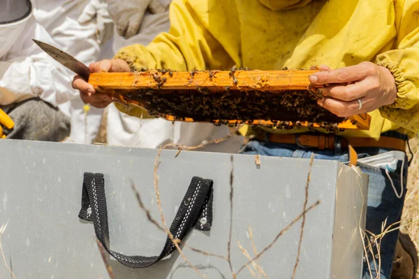 Group Beekeepers Properly Equipped Protect Themselves Working Apiary Modern Beekeeping — Stock fotografie