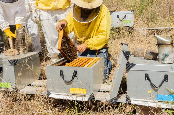 Group Beekeepers Properly Equipped Protect Themselves Working Apiary Modern Beekeeping — Stock fotografie