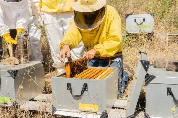 Group Beekeepers Working Apiary Modern Beekeeping Concept — Stock fotografie