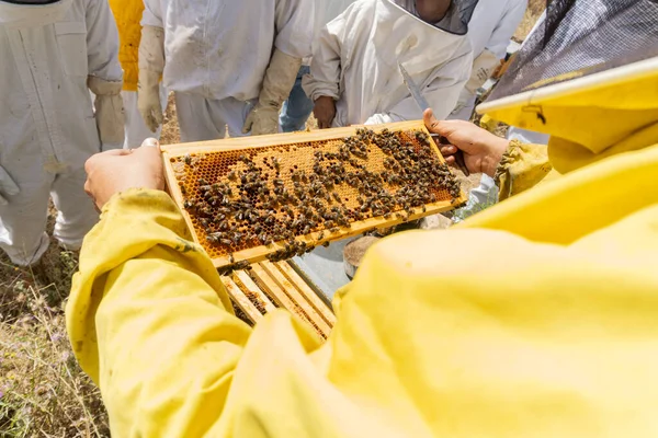 Arı yetiştiricileri arılar üzerinde çalışıyor. Modern arıcılık kavramı.