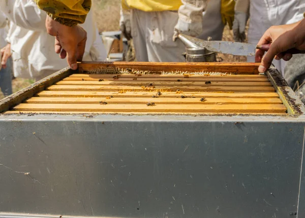 蜜蜂在蚜虫中的水平蜂窝 现代养蜂业概念 — 图库照片