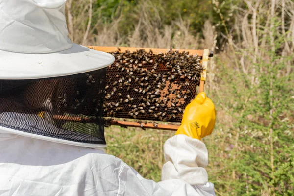 Closed Shot Beekeeper Observing Hive She Holds Her Hands All — Stock Photo, Image