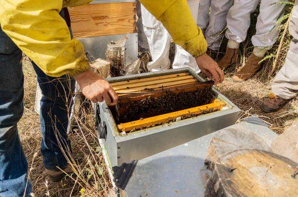 Beekeepers Checking Honey Production Modern Beekeeping Concept — Zdjęcie stockowe