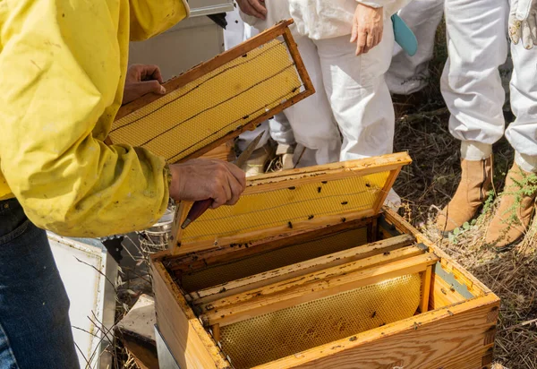 Beekeepers Working Bee Hive Apiary Modern Beekeeping Concept — Stock fotografie