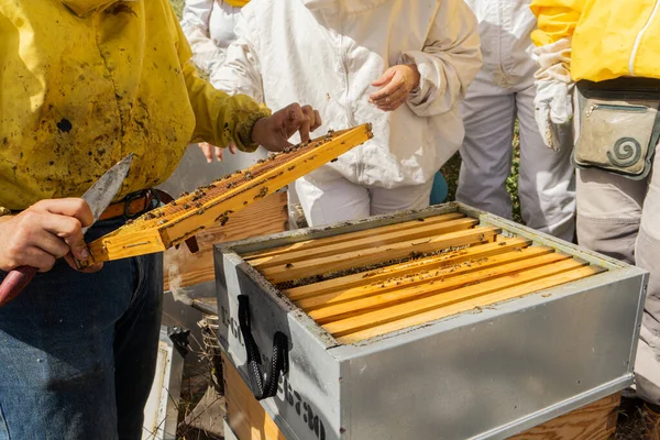 Beekeepers Working Bee Hive Apiary Modern Beekeeping Concept — Stock fotografie