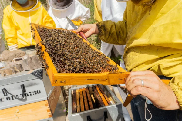 Beekeepers Hard Work Apiary Modern Beekeeping Concept — Stock fotografie