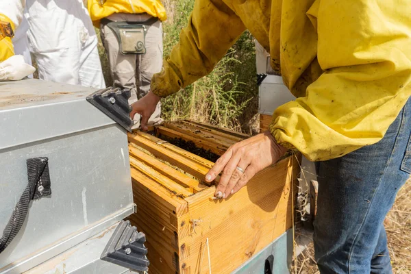 養蜂家は養魚場で一生懸命働いている 近代的な養蜂の概念 — ストック写真