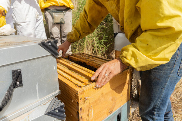 Beekeepers hard at work on an apiary. Modern beekeeping concept.