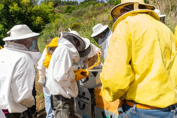 水平じんましんの生産を確認する養蜂家のグループ — ストック写真