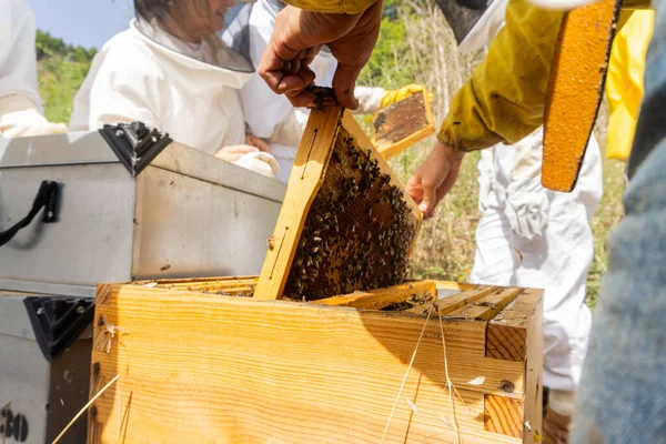生産を確認するためにじんましんを取り出す養蜂家 — ストック写真