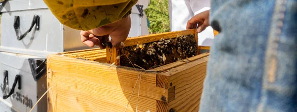 Bir arı yetiştiricisi üretimi kontrol etmek için kovanları devre dışı bırakıyor..