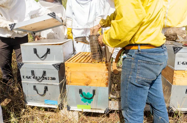 Пчеловоды Курят Ульи Помощью Курильщика — стоковое фото