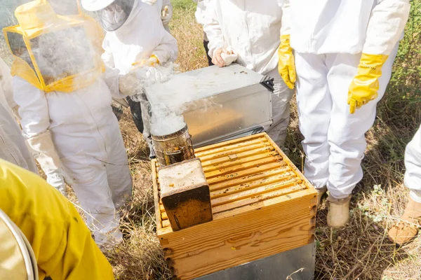 Пчеловоды Курят Ульи Помощью Курильщика — стоковое фото
