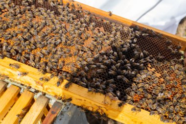 Arı kovanının detaylı görüntüsü.