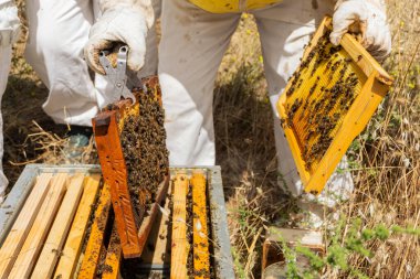 Arı kolonisinde çalışıp tarakları kontrol eden donanımlı ve korunan arıcılar.