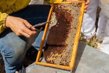 Arı yetiştiricisi arı yumurtası arıyor ve kene arıyor.