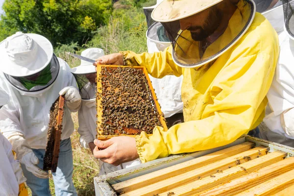 Beekeeper Checking Production Hive — Stock fotografie