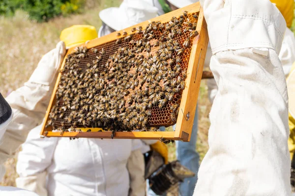 Beekeeper Checking Production Hive — Stock fotografie