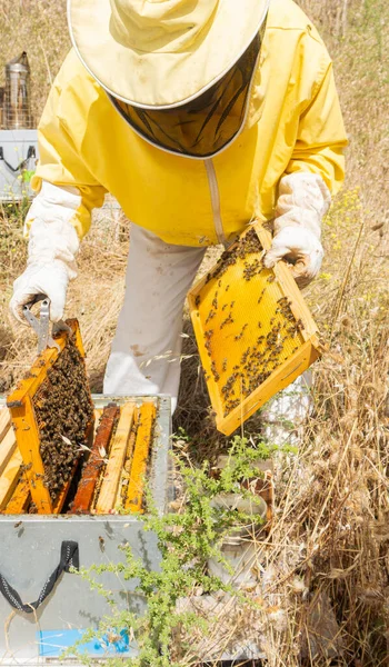 Equipped Protected Beekeepers Working Colony Bees Checking Combs — Stock fotografie