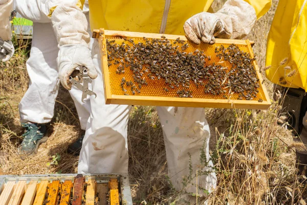 Equipped Protected Beekeepers Working Colony Bees Checking Combs — Stock fotografie