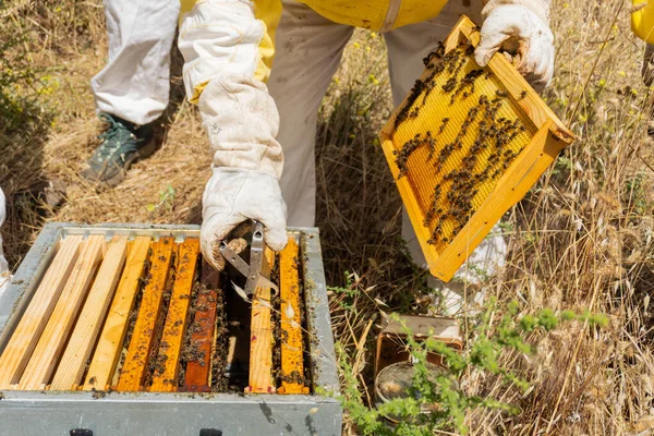 蜂のコロニーで働いている養蜂家を装備し 保護し 櫛をチェックする — ストック写真